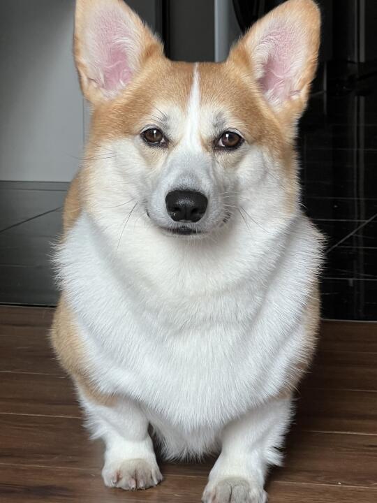 歪头杀😆