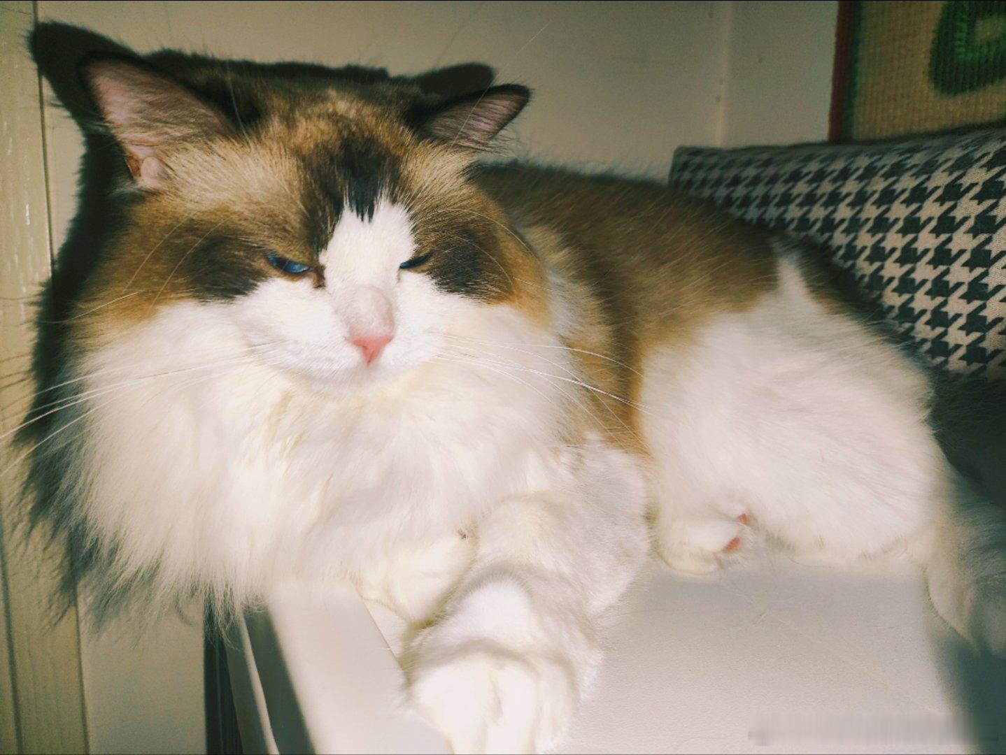 生活手记 今天看到个自家猫猫过世了的博主发了个问ds的帖子“会不会有谁，在那个世