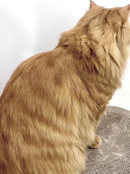 喂磷虾油猫粮2个多月