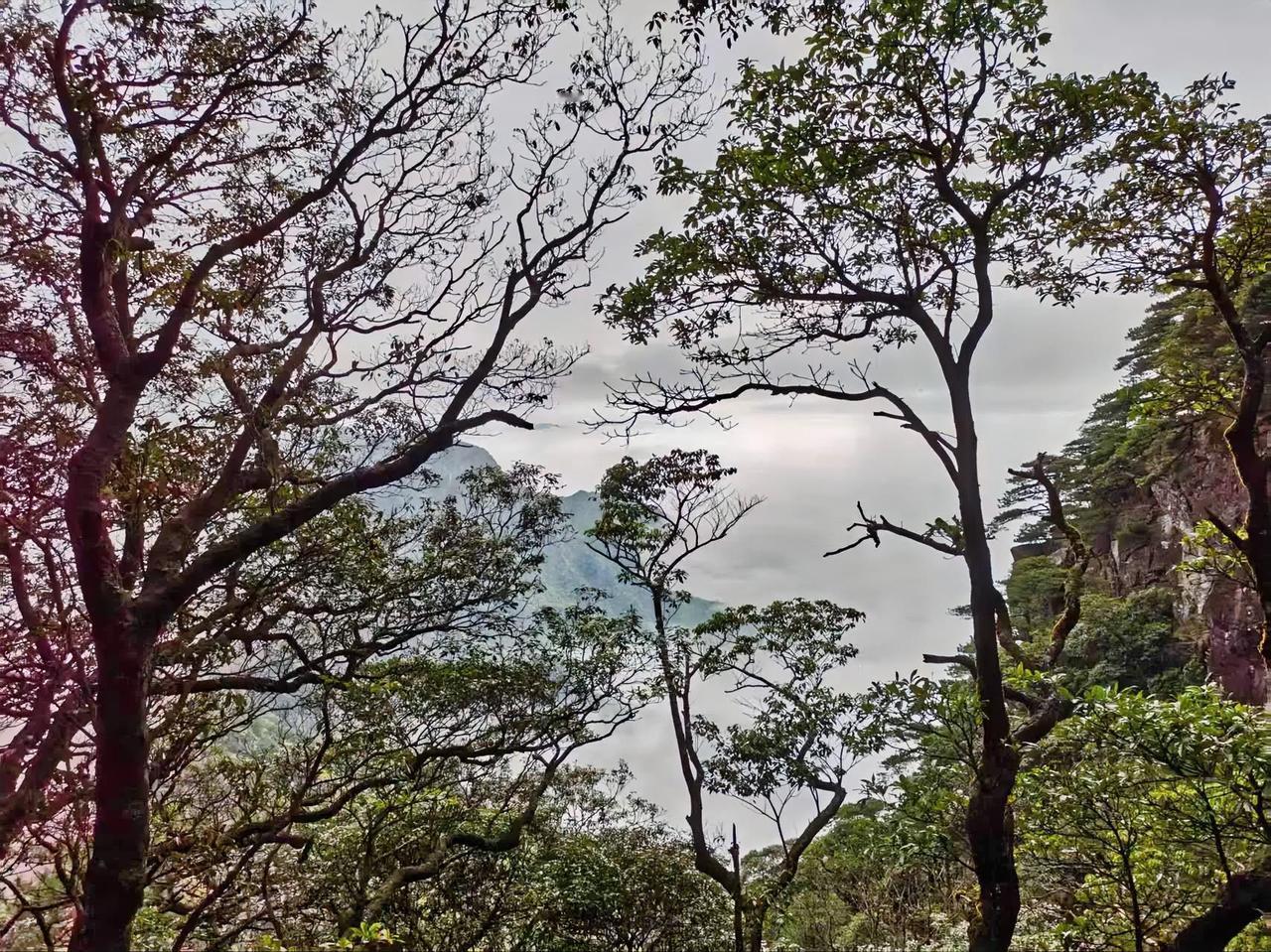 山下不怎么发觉，山上才有秋天来了的味道，一些树木叶子开始渐渐变黄了，这才是秋天该