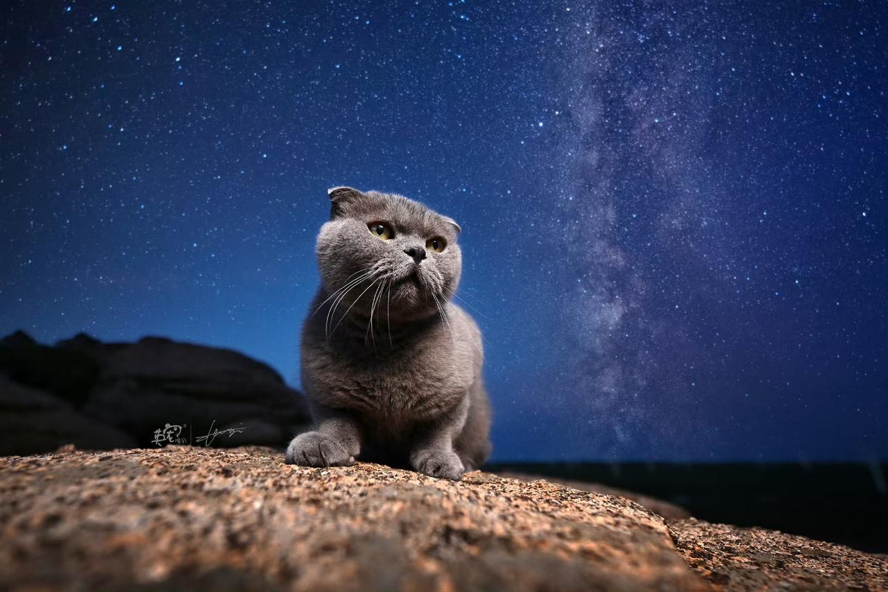 跟我去内蒙旅拍的小猫，了不起！