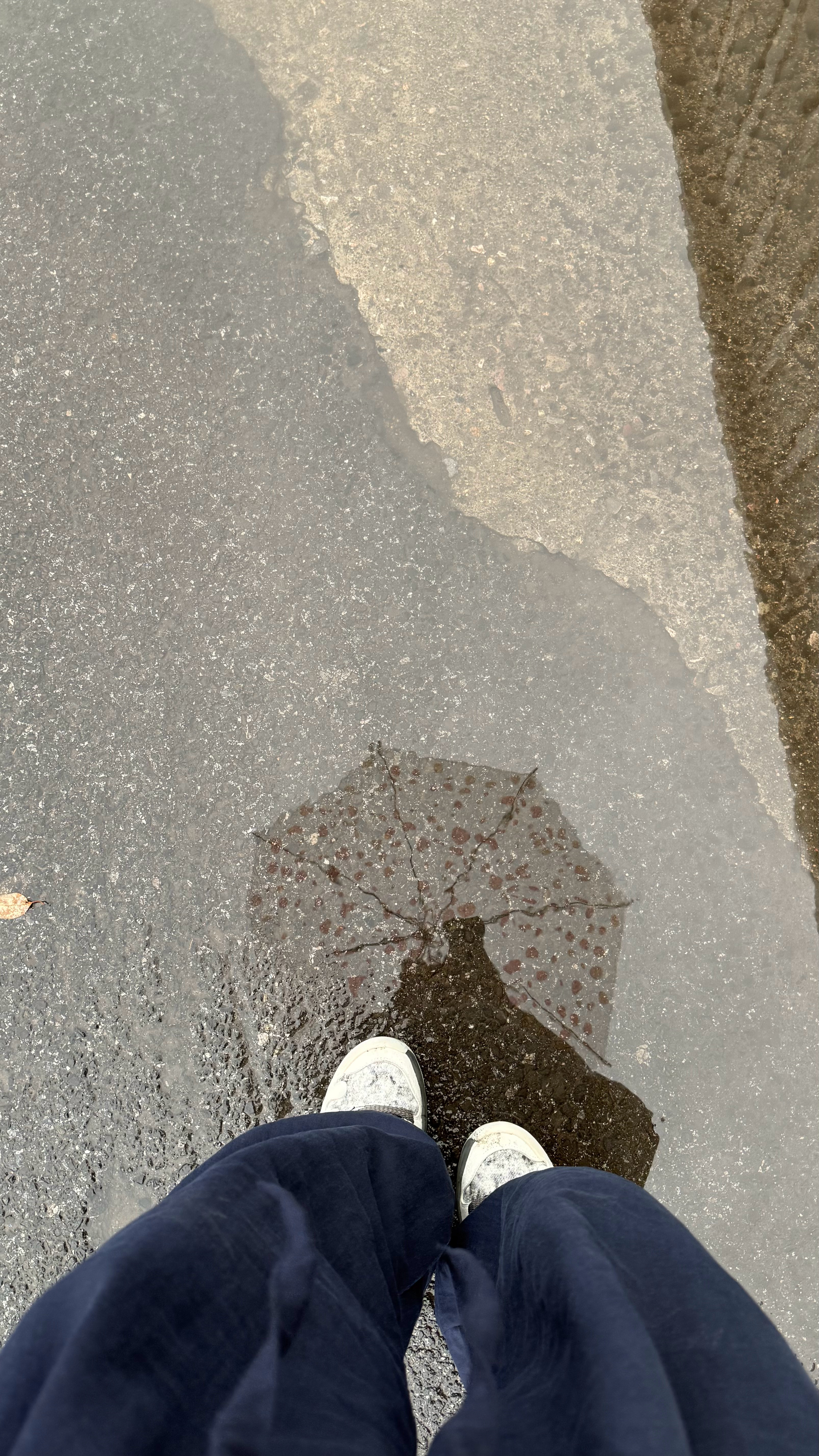 今天下雨路面积水很深，前面20米全是积水，过不去的时候很平静的站在那里拍了这张照