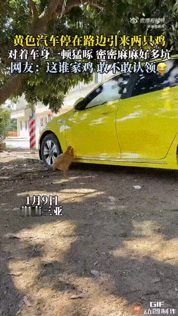 笑不活了！海南三亚一位车主把黄色外形的轿车停在路边时，突然引来了两只母鸡，它们对