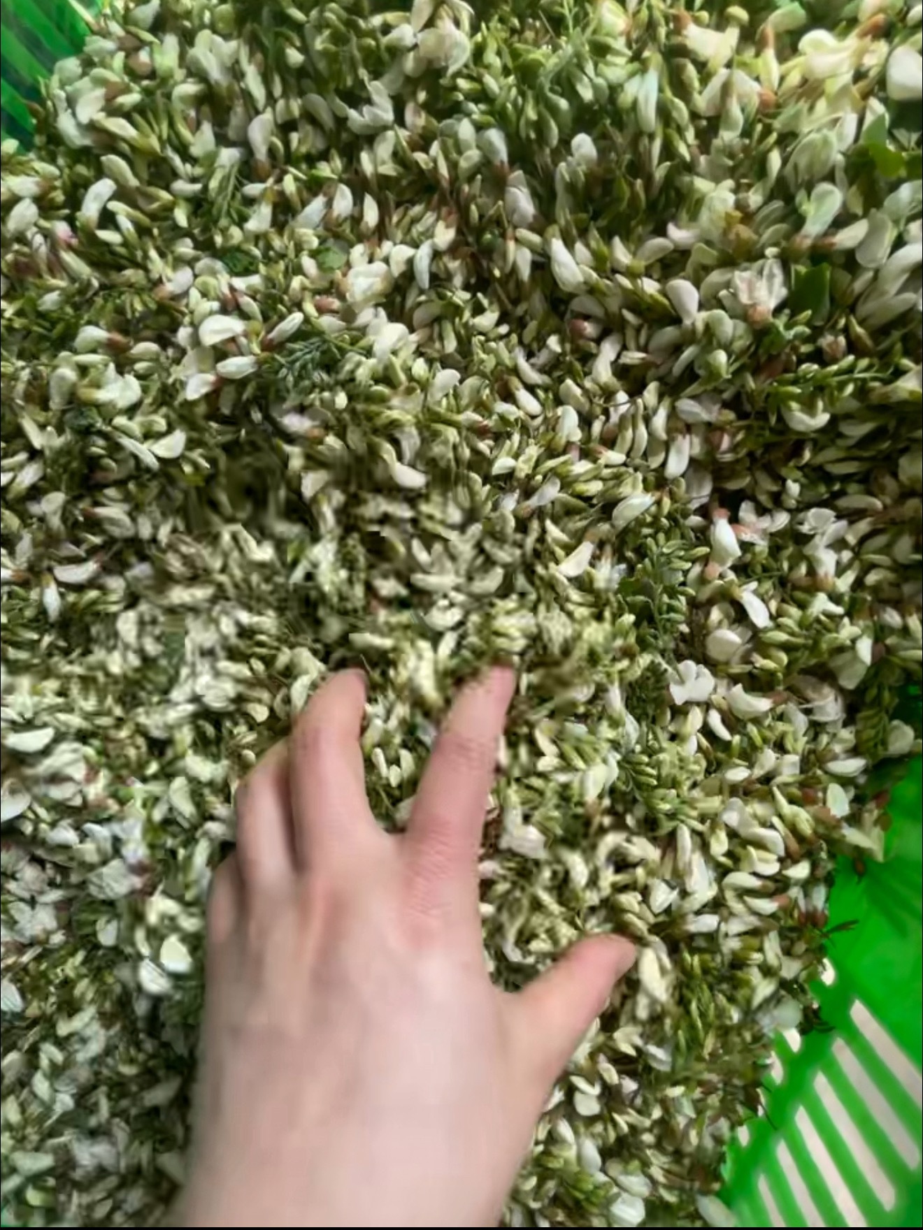 老家超市卖的槐花，15.8元1斤，又到了河南蒸槐花的季节，大家有吃过没有 