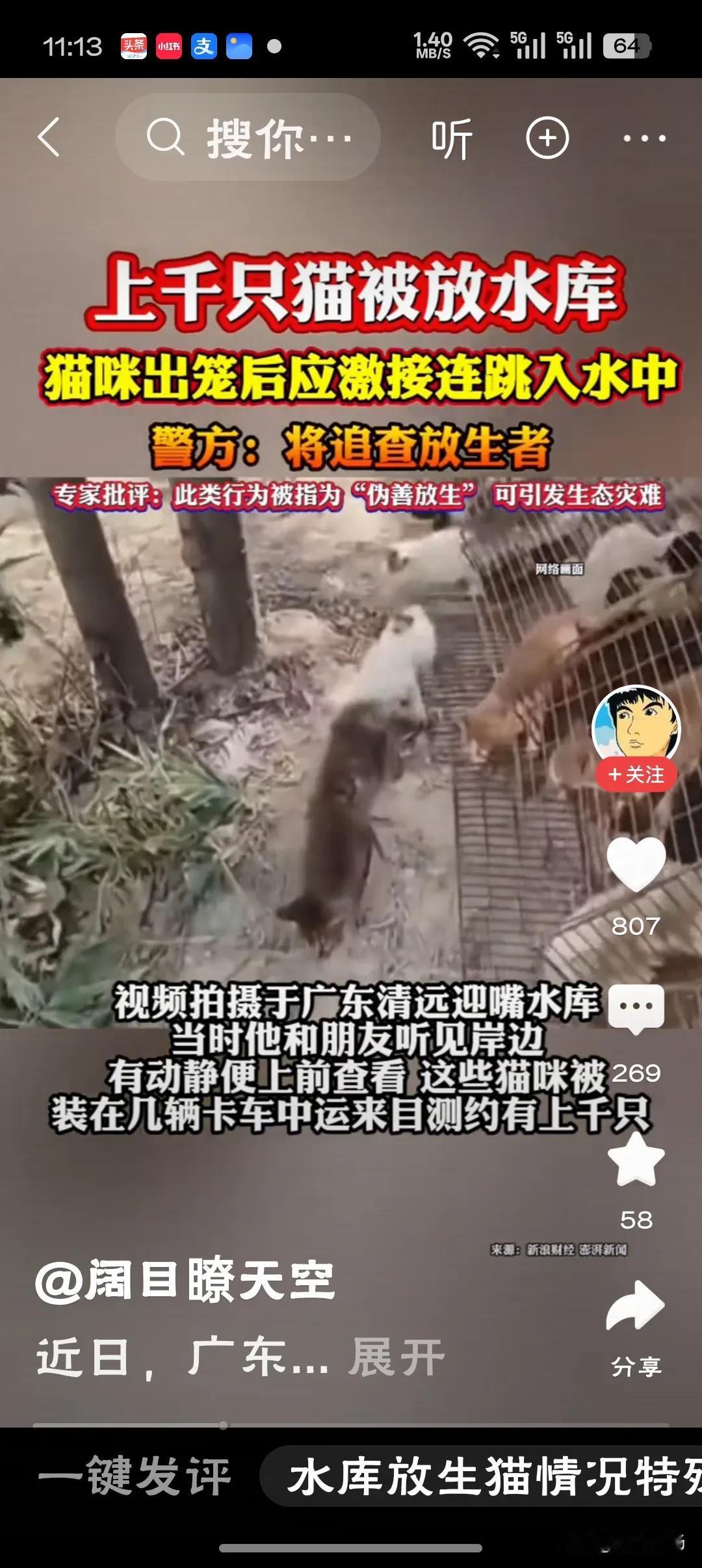 媒体：水库附近放生大量猫是造孽“伪善放生实为生态屠杀，以慈悲之名行生态破坏之实，