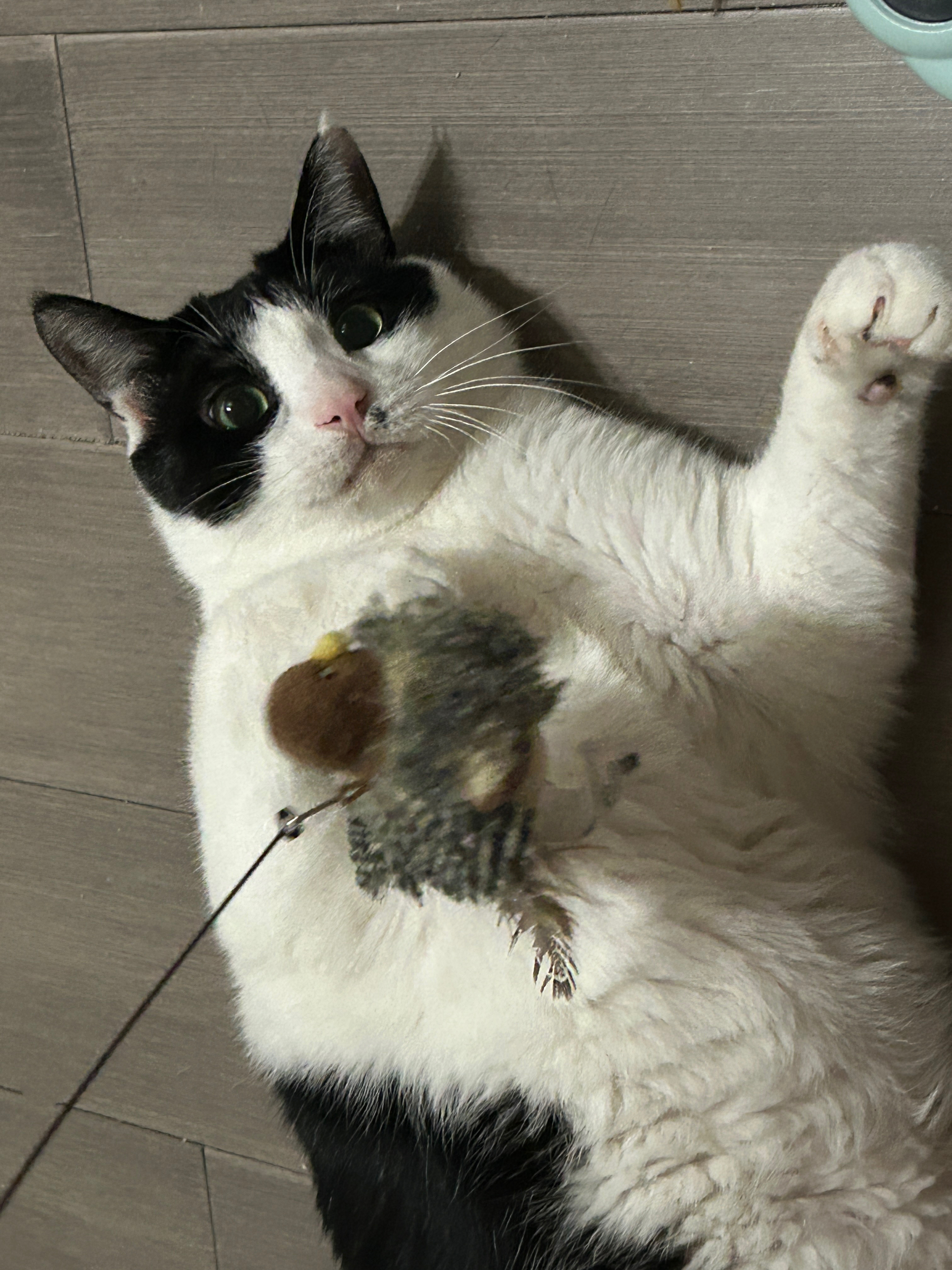 “我发现玩逗猫棒的时候把眼睛闭起来会很舒服”daily奶牛猫 （投稿：） 