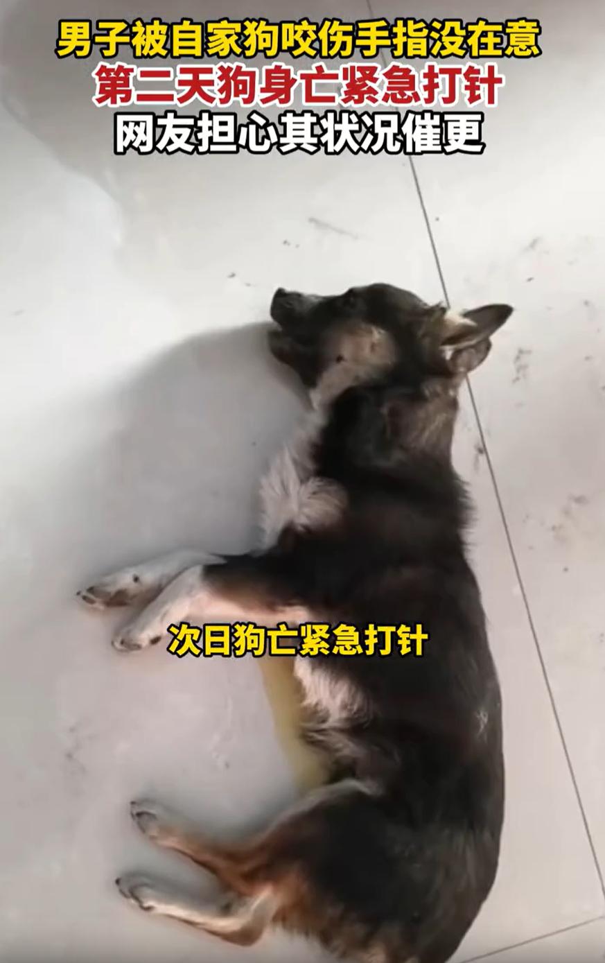 后怕！河南，男子养了一条狗，下班回家后看狗的状态不太好，就想上前摸一下，结果却被