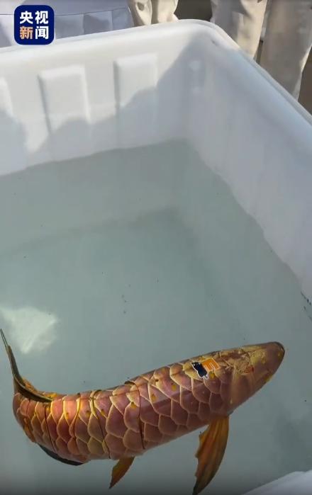 辽宁大连舰艇开放活动现场出现了有趣的一幕，一条外形逼真的"大鲤鱼"引来不少游客围