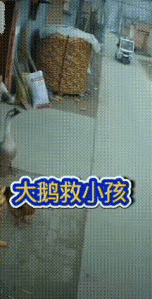 这一家人必须感谢大鹅一辈子，把恩鹅善养到自然命终。[赞][赞][赞]