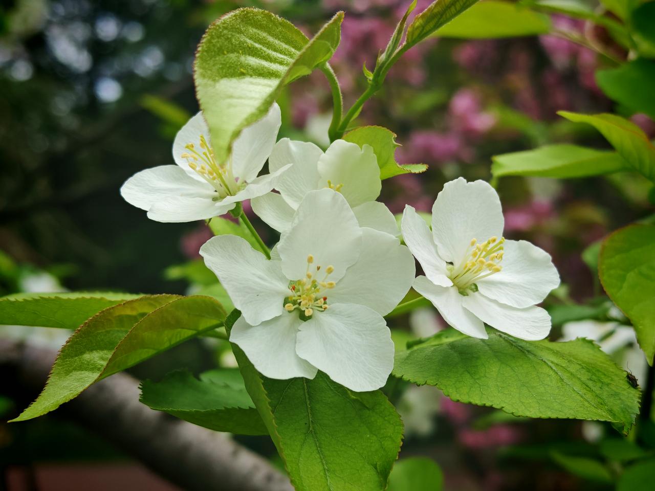 文峰公园紫气东来