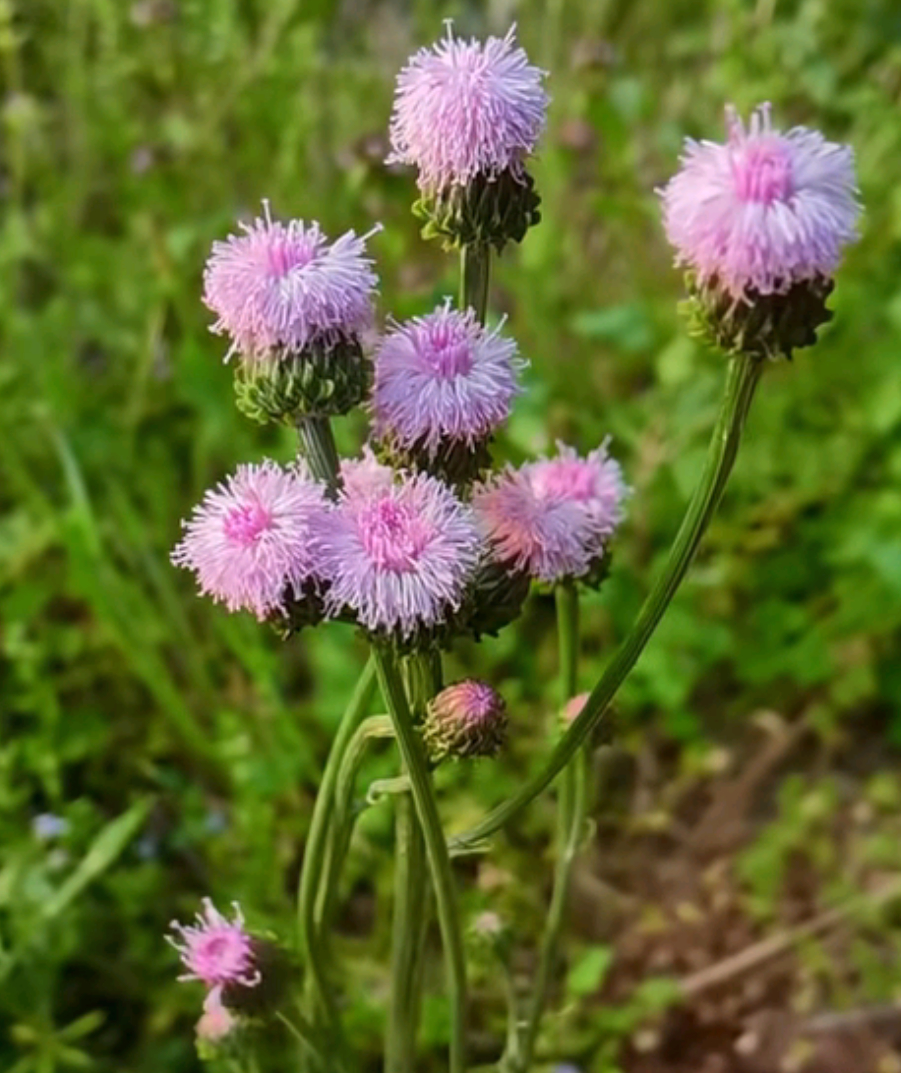奇妙生物圈 泥胡菜：田间常见的“平民菊科植物”，📖其株高30-100厘米，茎直