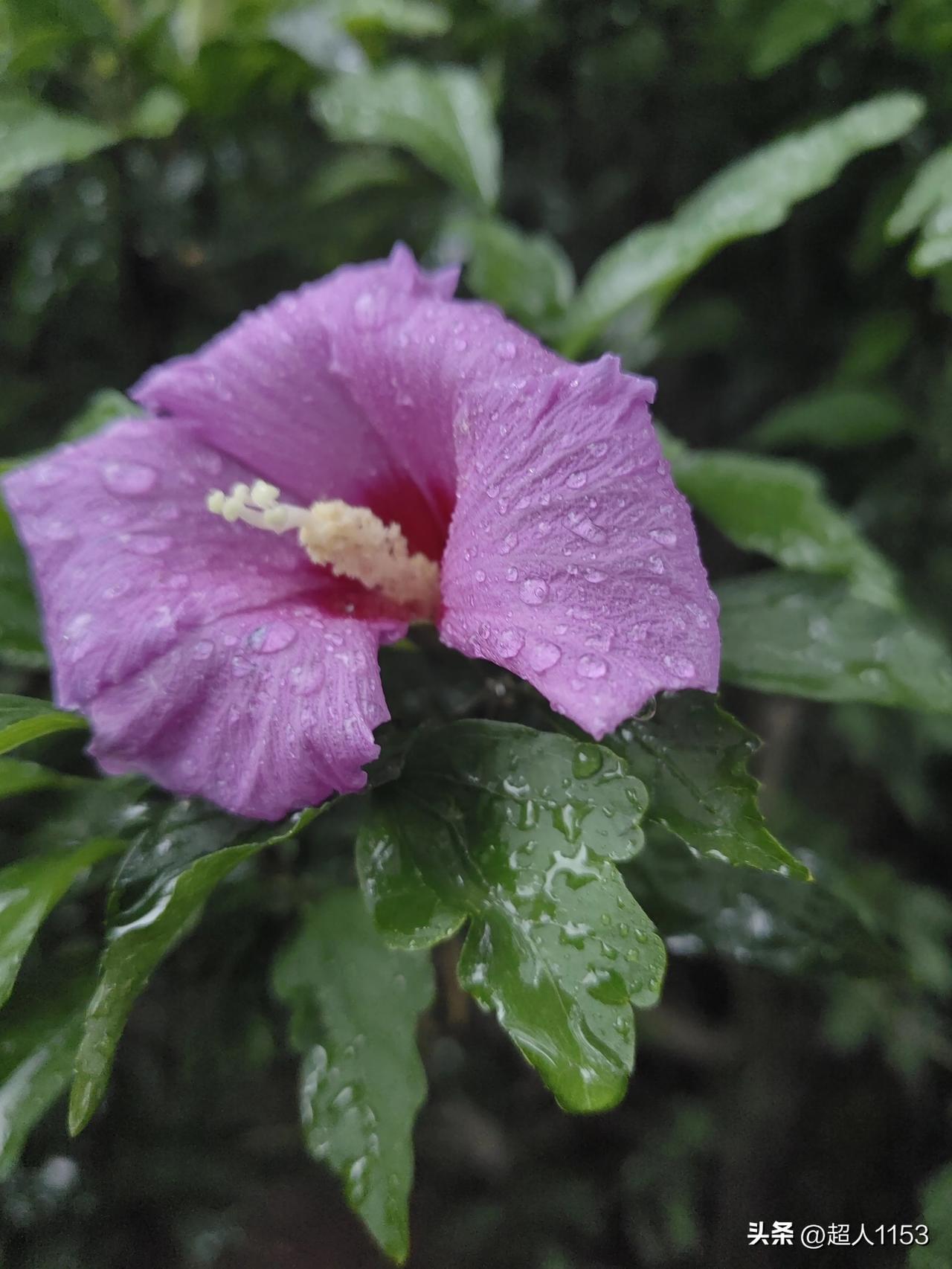 美丽的花朵，
能治愈人的心灵。

每每看到美丽的花，
烦恼会飘散到云外。

尤其
