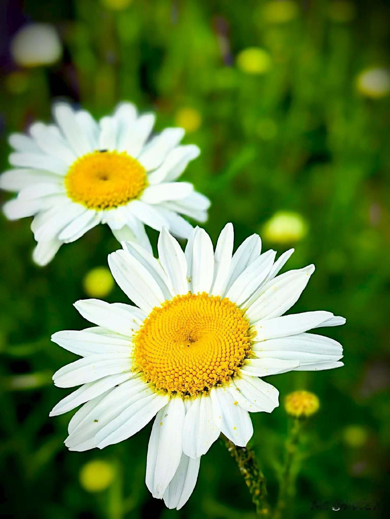 【小对联】
上：热度；
下：……？