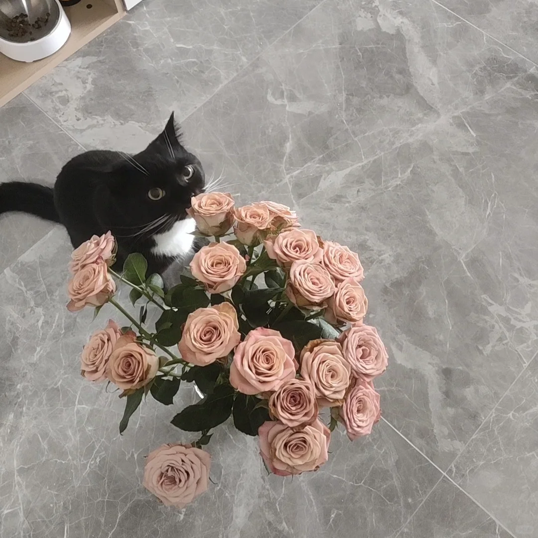 卡布奇诺和卡卡（奶牛猫）