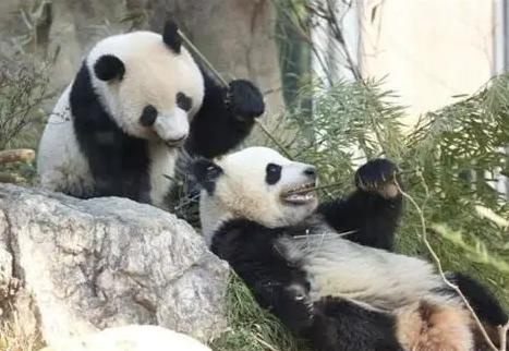 日本共同社1月19日消息，东京都政府19日表示，将归还中国的 上野动物园 双胞胎