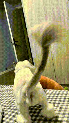 这小猫也太讲究了吧，睡觉非要上床上睡，还不忘自己叼着小窝。乖乖用嘴叼着自己的小垫