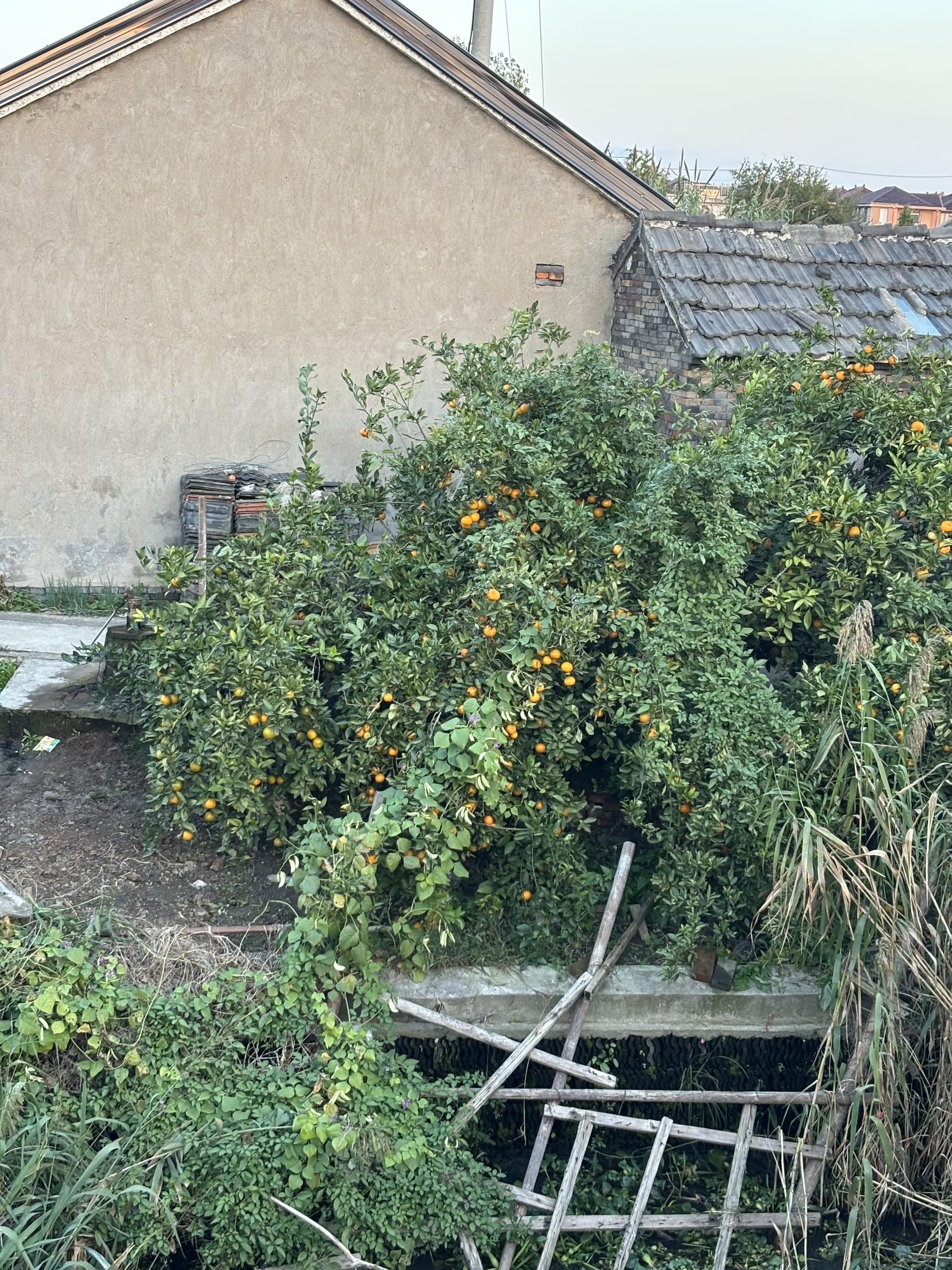 柿子熟了无人尝，村中难寻少年郎，敢问少年何处去，背井离乡工作忙，时光若...