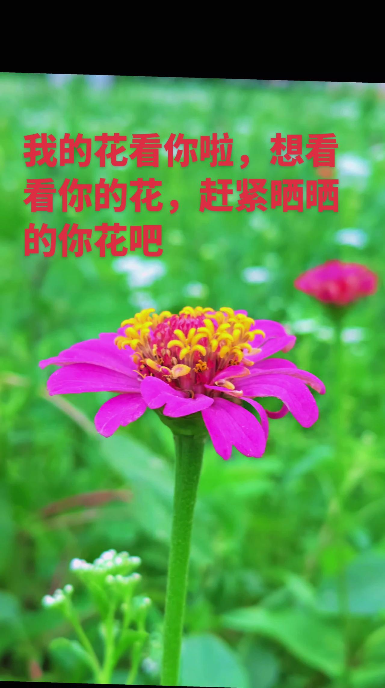 晒晒你拍的花吧 创作者中心 创作灵感 我的花看腻啦，想看看你的花宝宝们上图吧
