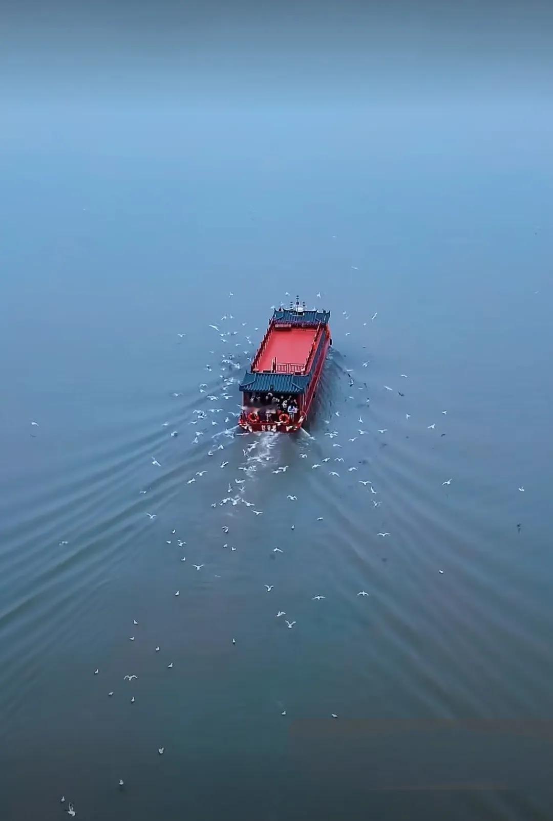 到东湖坐游船看红嘴鸥真的很有意思，跟飞的红嘴鸥多得让你震撼！