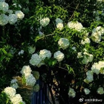 人生就像一棵树，在风雨中成长，在阳光下开花，繁花落尽，硕果累累 