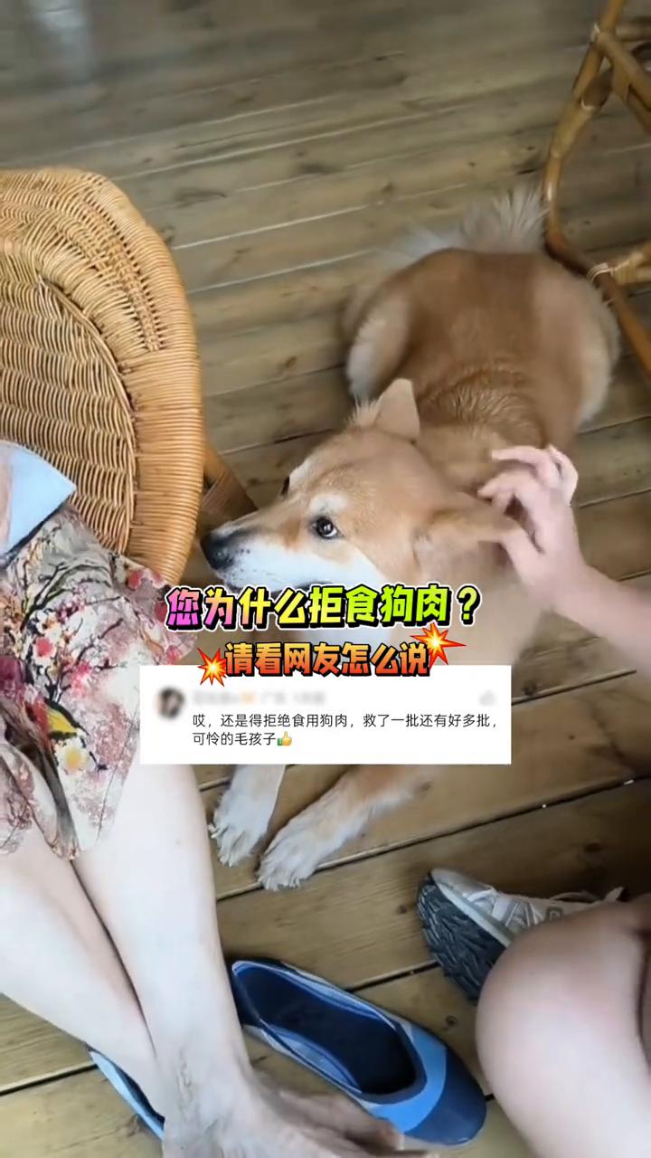 您为什么拒食狗肉？请看网友怎么说。
还是得拒绝食用狗肉，救了一批还有好多批可怜的