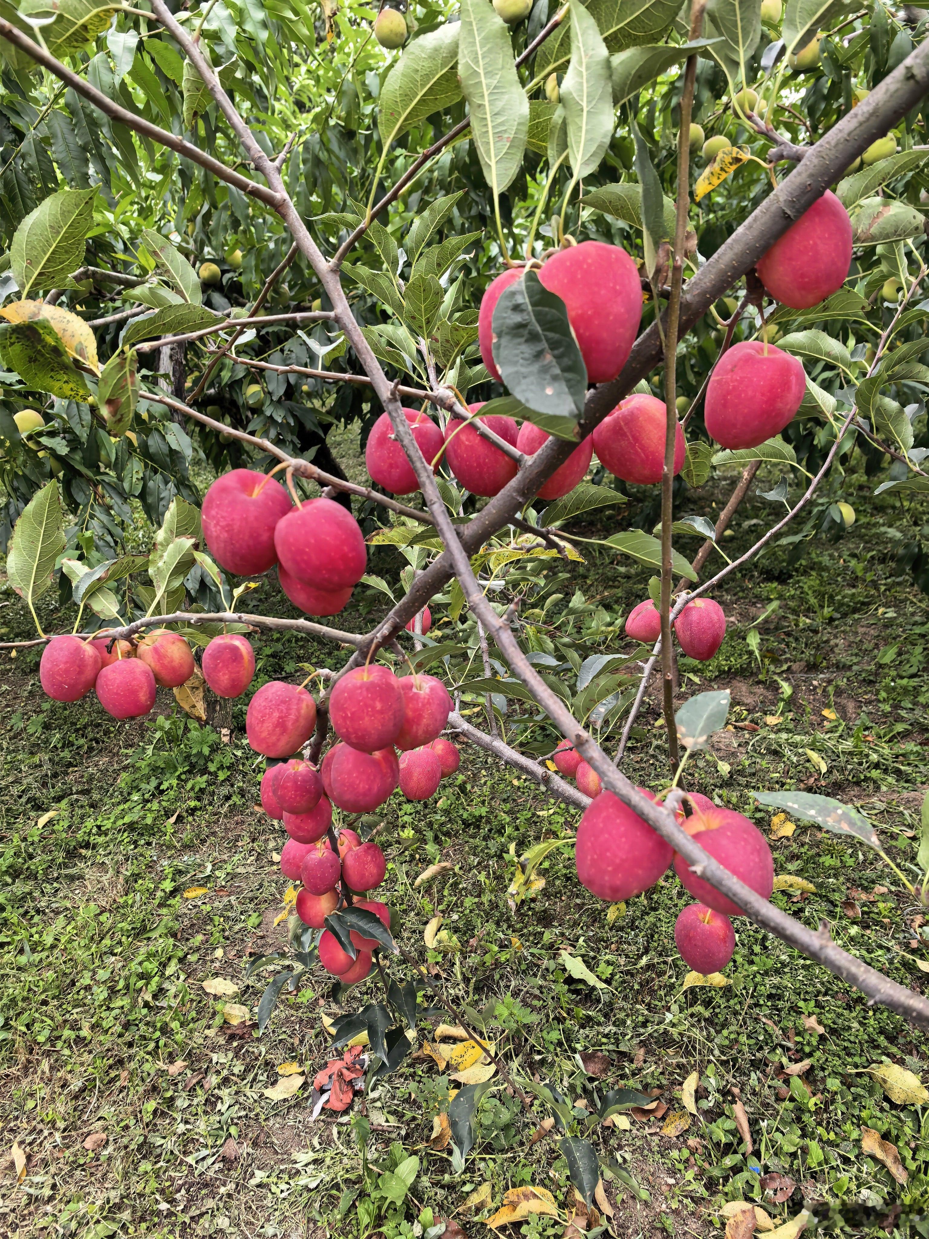 大风降温上山摘果现在水果完全自给自足