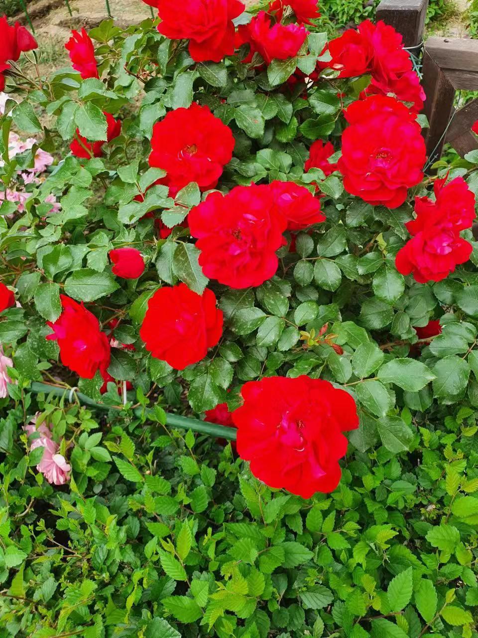 我这一生，虽然不完美幸福，但真是丰富完整了
我在一天阳光最灿烂的时候出门买菜。