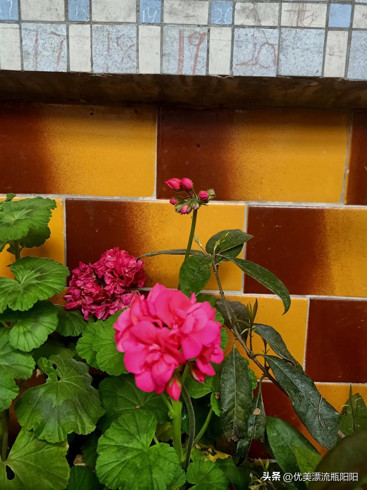 晒图笔记大赛晒晒我家阳台的花！[呲牙]