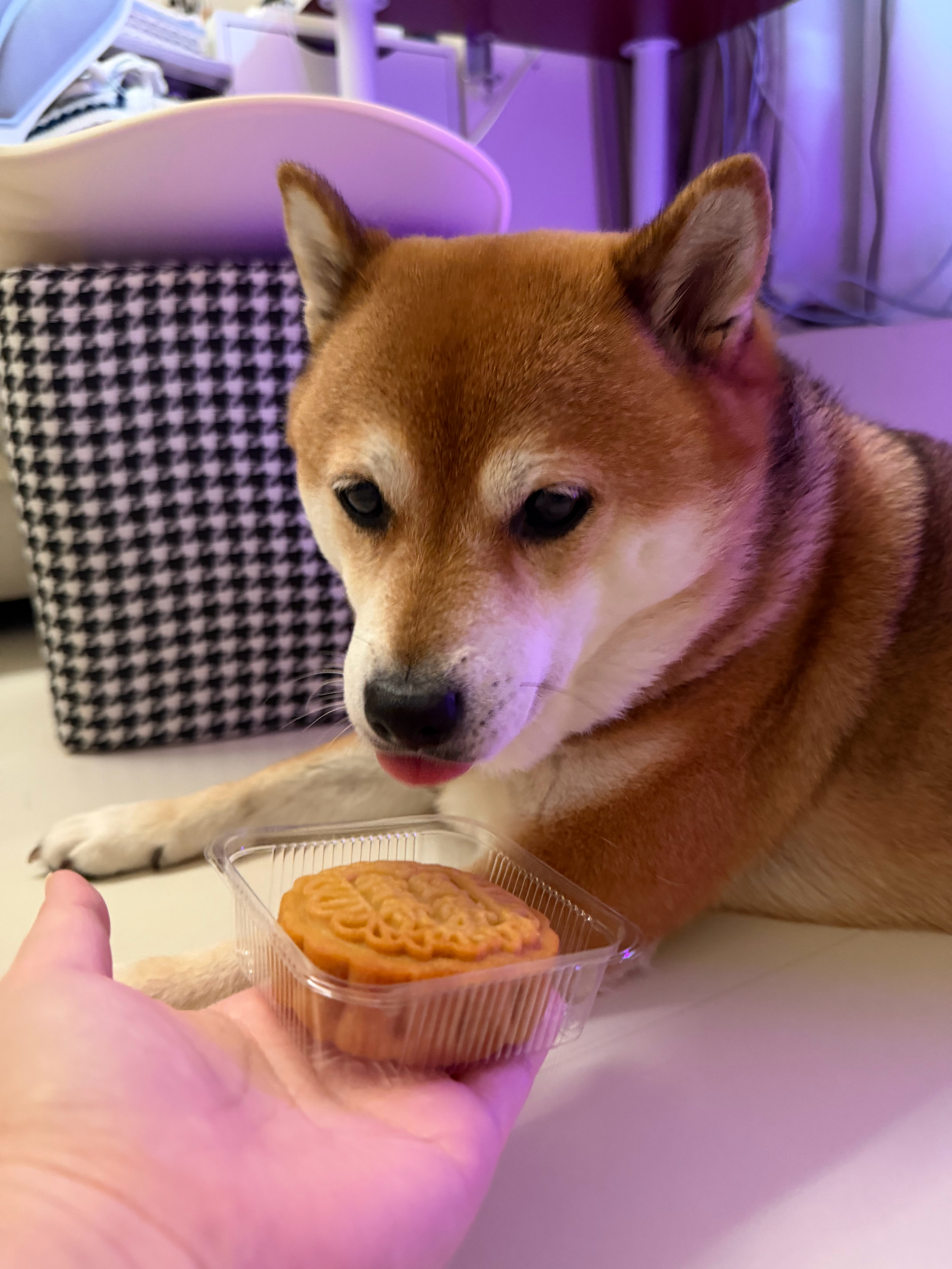 中秋快乐[yeah]～吃月饼了吗大家🥮 ​​​