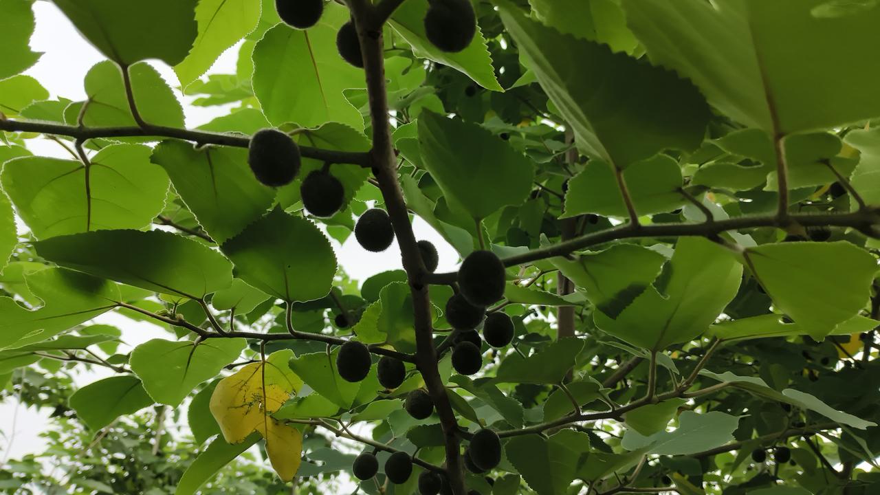 聊城九州洼月季公园是藏在城里的花花世界！

一入夏这里就成了月季的海洋，红的似火