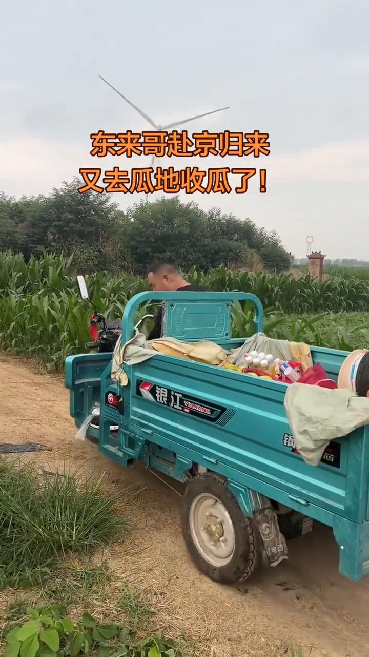 东来哥赴京归来，又去瓜地收瓜了。