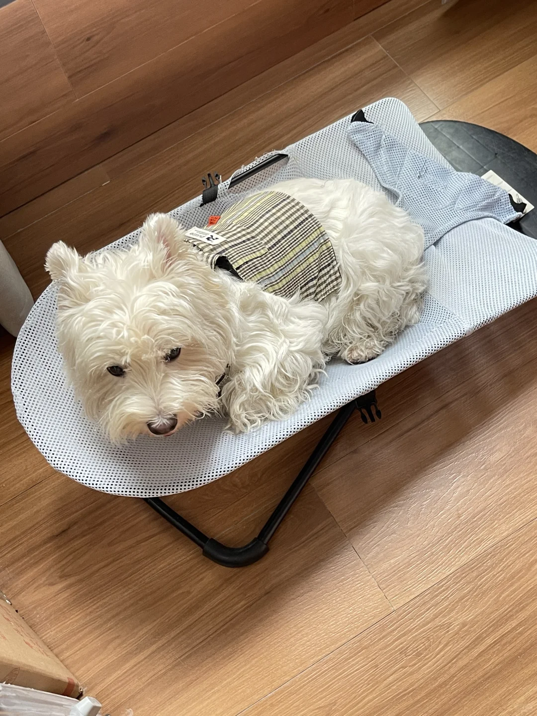 最近体重稳定在17.7的西高猪猪