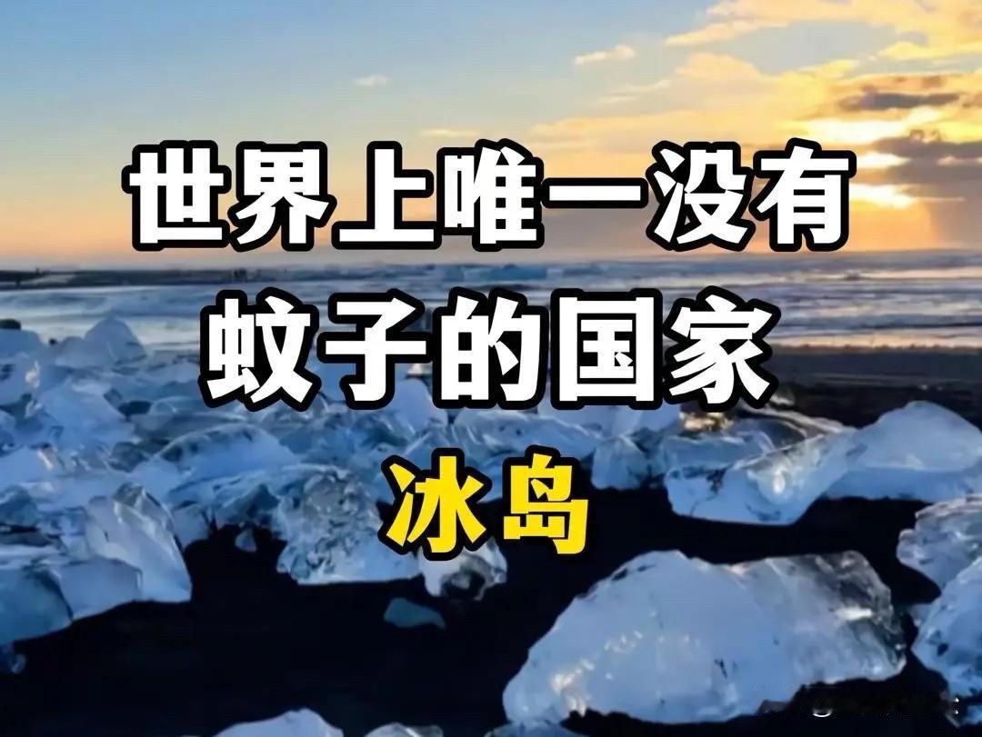 说起蚊子都不是啥稀奇事，但冰岛首次发现3只蚊子，打破全球唯一没有蚊子的国家记录！