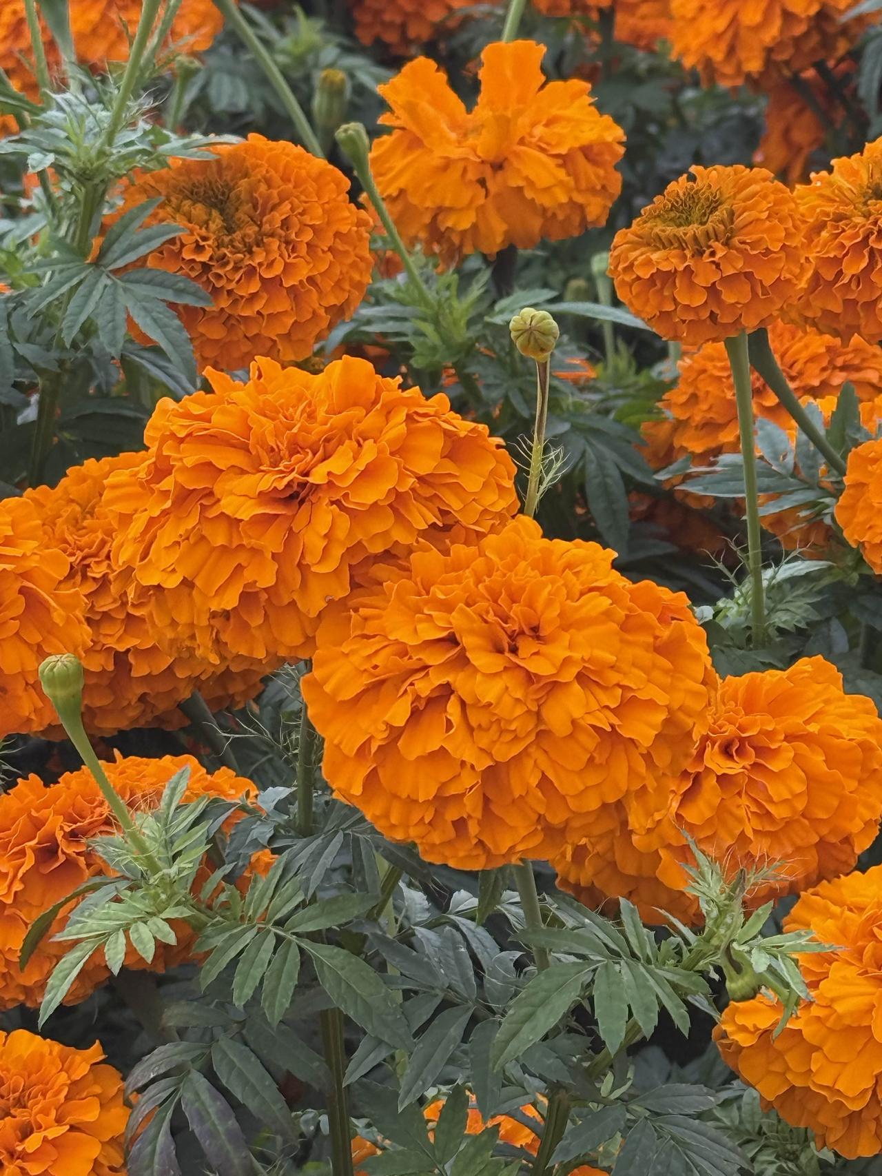 最好是一生都充满了鲜花。