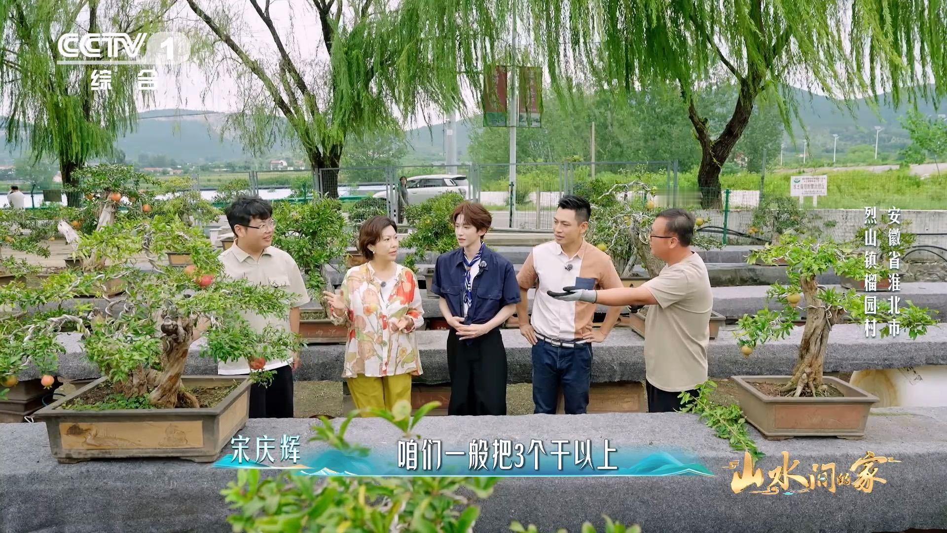 中国人欣赏盆景的血脉觉醒了已经到能欣赏盆景的年纪了这审美真的是刻在骨子里的！石榴