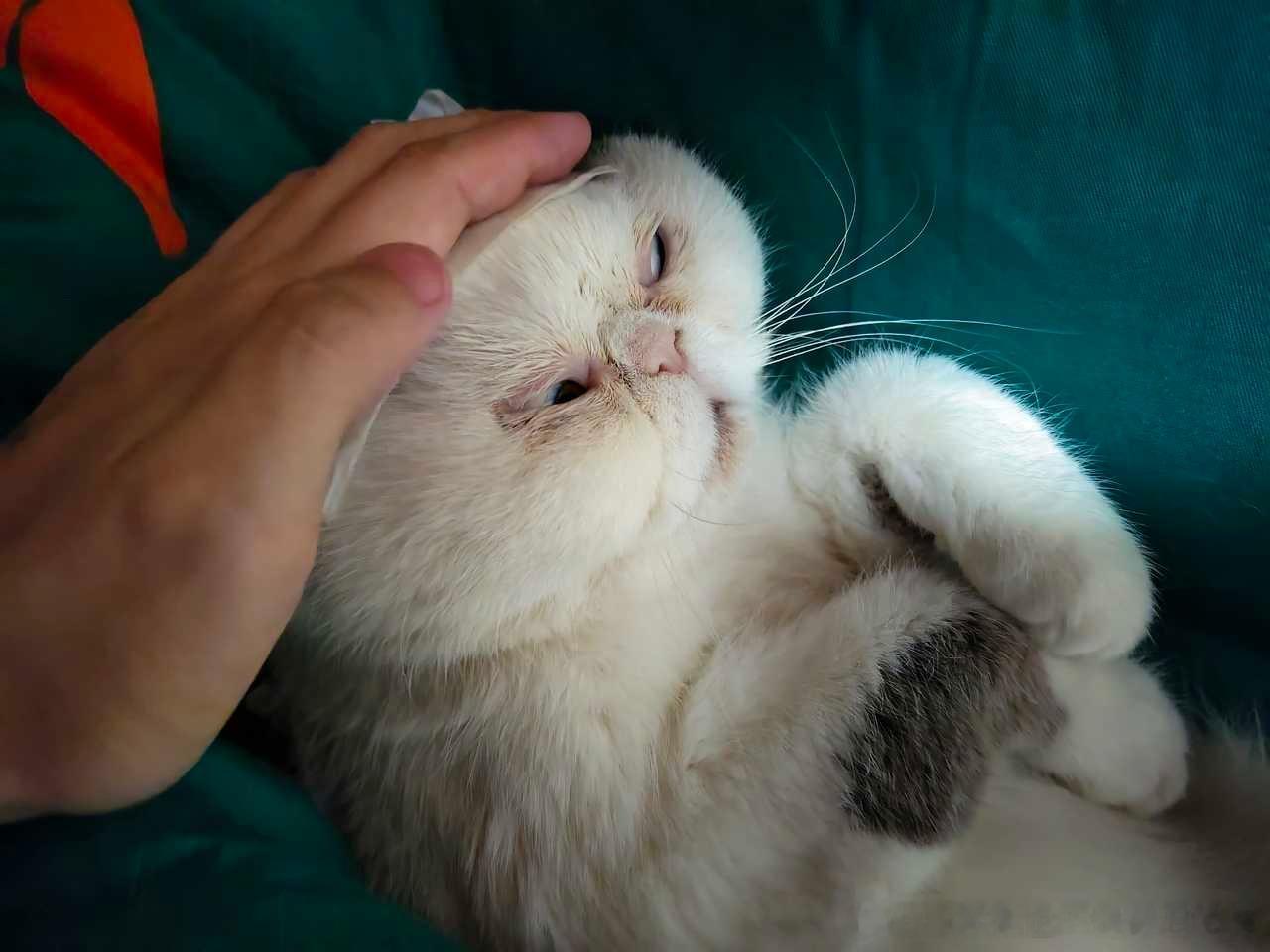 49623【丑猫】外星生物 