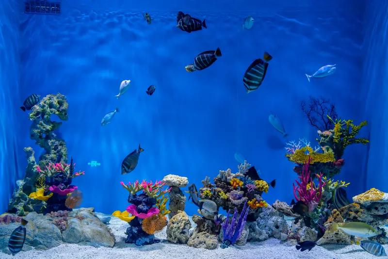 11月21日，海南三亚一家超市出大事了。一名红衣黑裤女子光脚踩进装草虾的水族箱擦