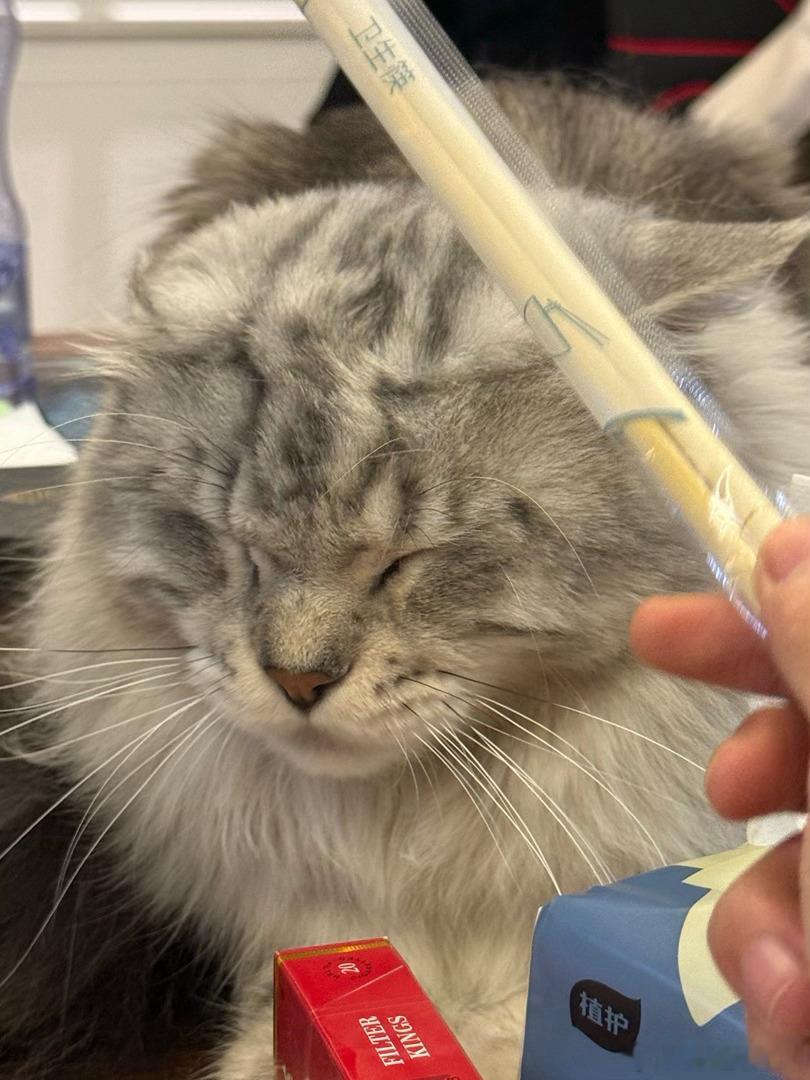 上上签敲头暴击！灰猫闭眼叠Buff，FILTER KINGS红盒植护蓝盒护法就位