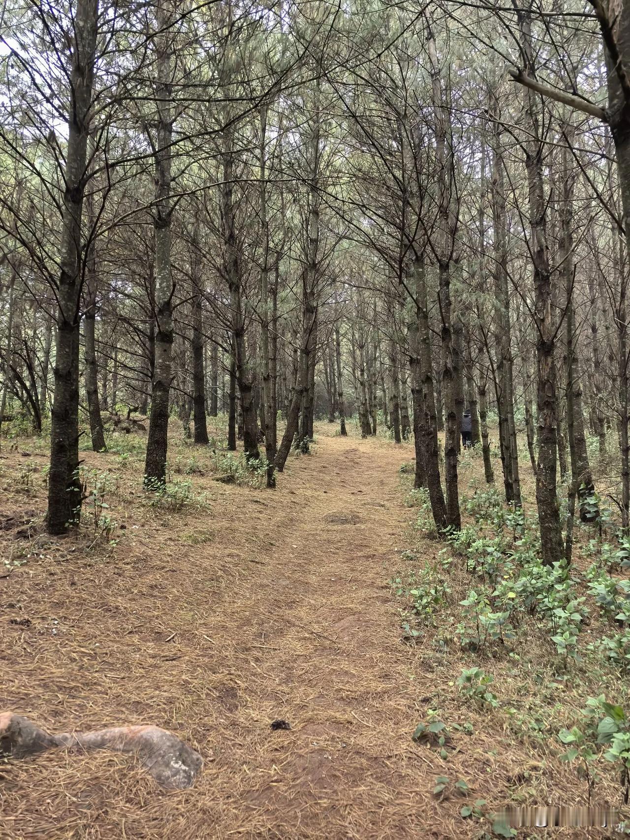 人生之中第1次爬了两个半小时的山，这也是迄今为止，爬过最高的山，山顶雾色朦胧、寒
