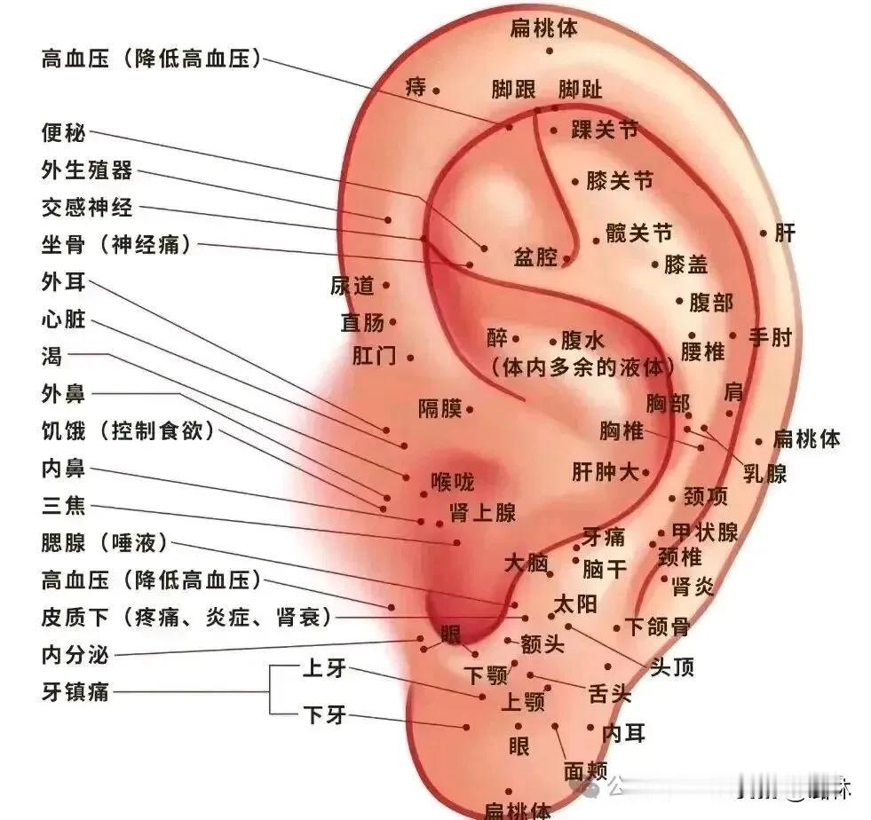 谈搓耳的好处
人的这个耳朵，你揉它、捏它、按它的时候，气血是一直在旋转的。最直观