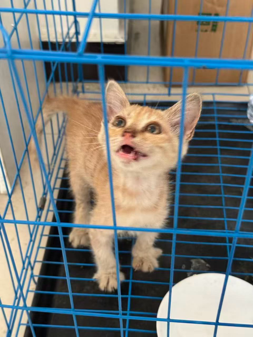 流浪猫领养 保定有人要领养小猫吗～刚刚捡到还没有来得及做检查，如果没有传染病会做