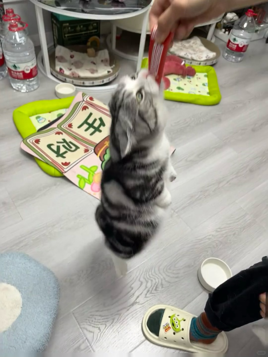 小猫这惊人的咬合力 ​​​