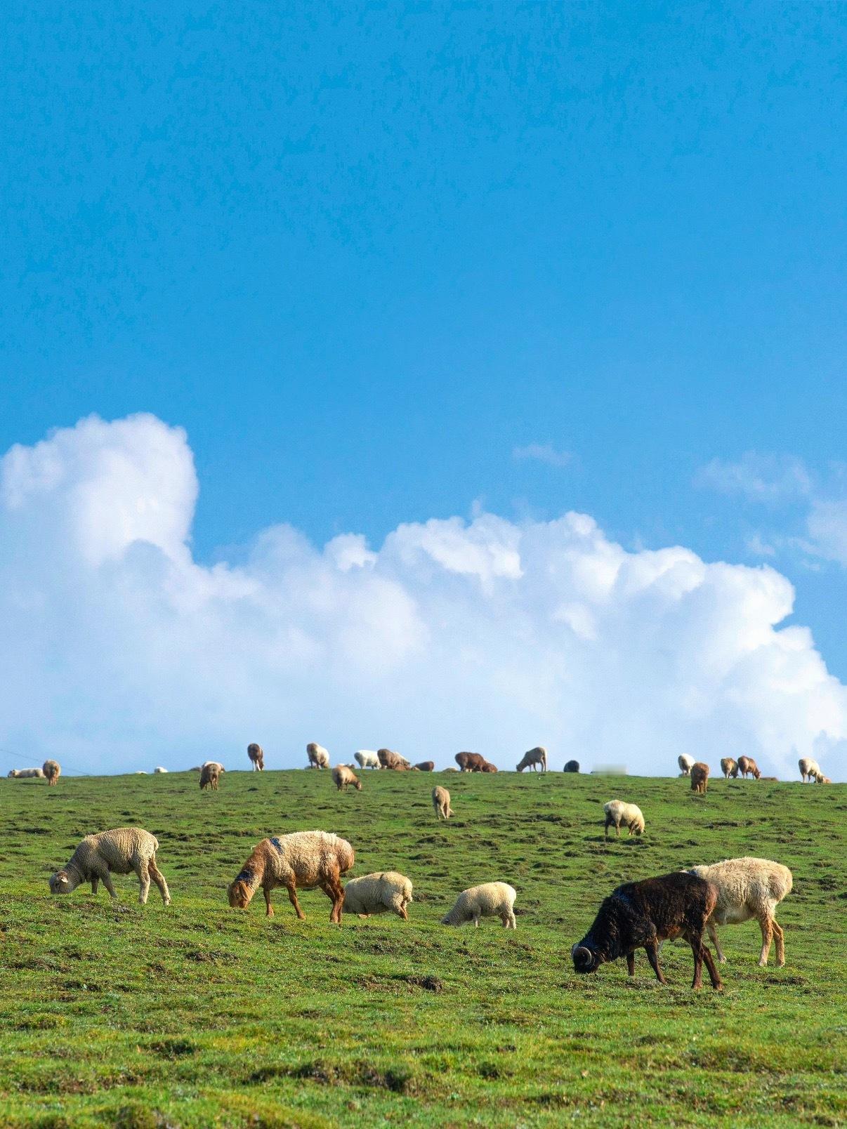 月薪1.6万招人放羊包吃住有WiFi这个活应该没有年轻人愿意去吧，毕竟没有快递没