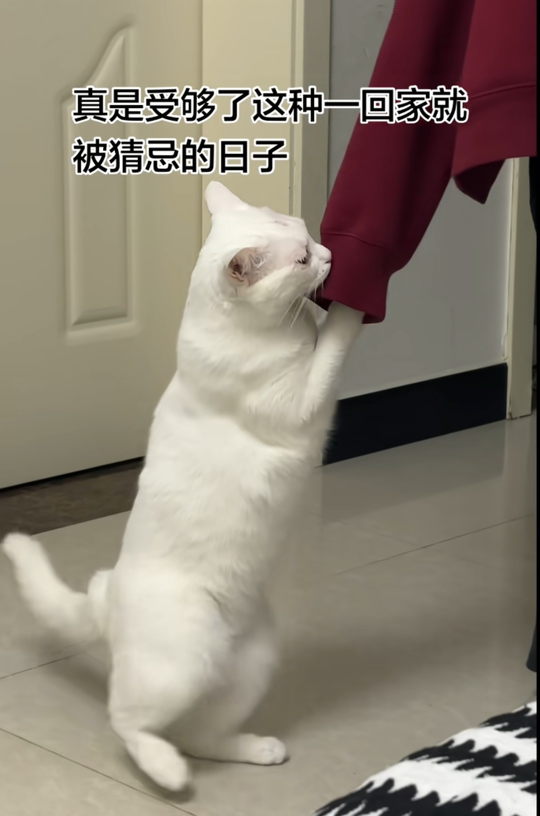 你身上有它猫的香水味 