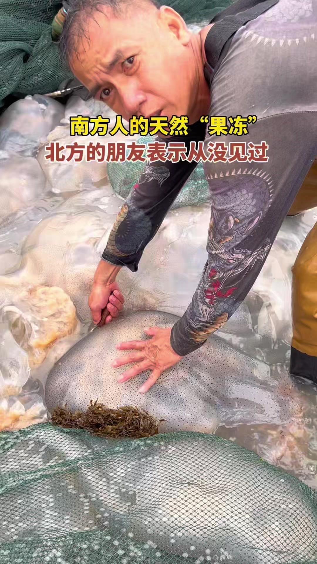 海中大水母像巨型果冻？🐚渔民海上作业偶遇巨型透明水母，又大又Q弹，简直像海中漂