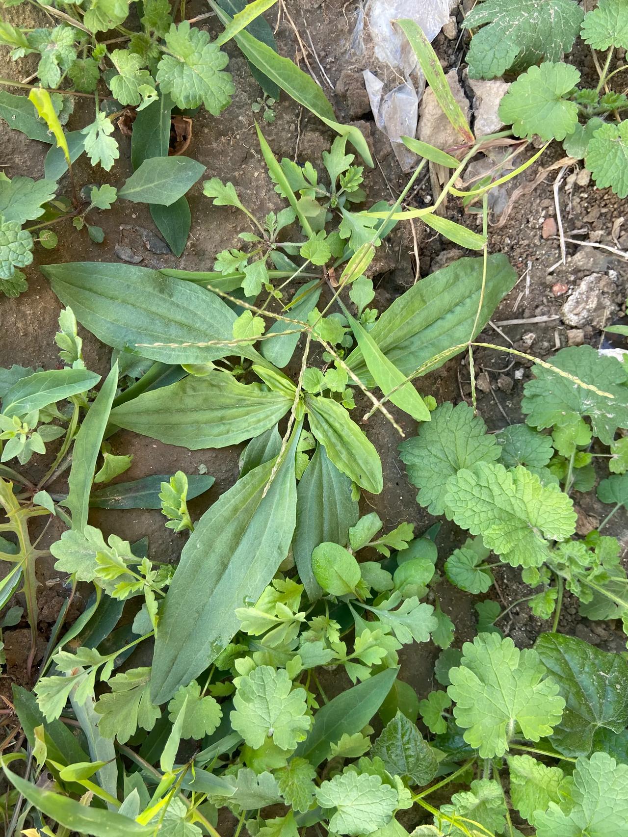 嫩嫩的车前草

是可以食用的

包包子味道很好哦

#秋日生活碎片打卡#