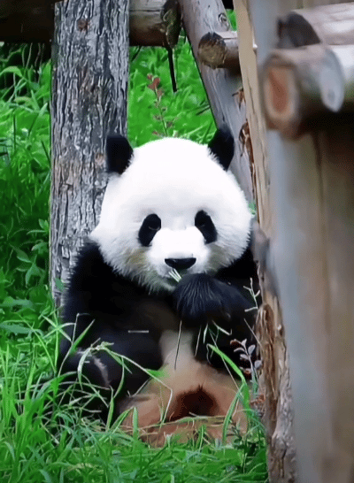 熊猫守护者超话
①☀️极好 750，🉑蹭 ，🈲快🧱
②与极好的人hu动或?