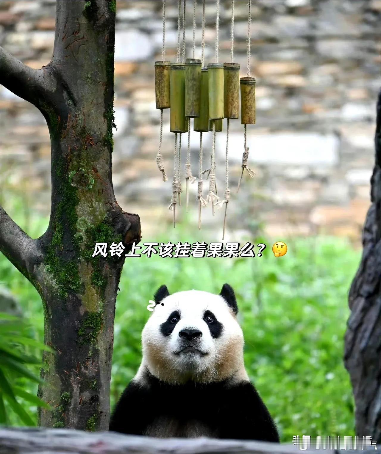 看到福宝震惊的表情，好想再找一下他妹妹，睿宝那种是瞪着眼溜溜的眼睛的照片，两姐妹