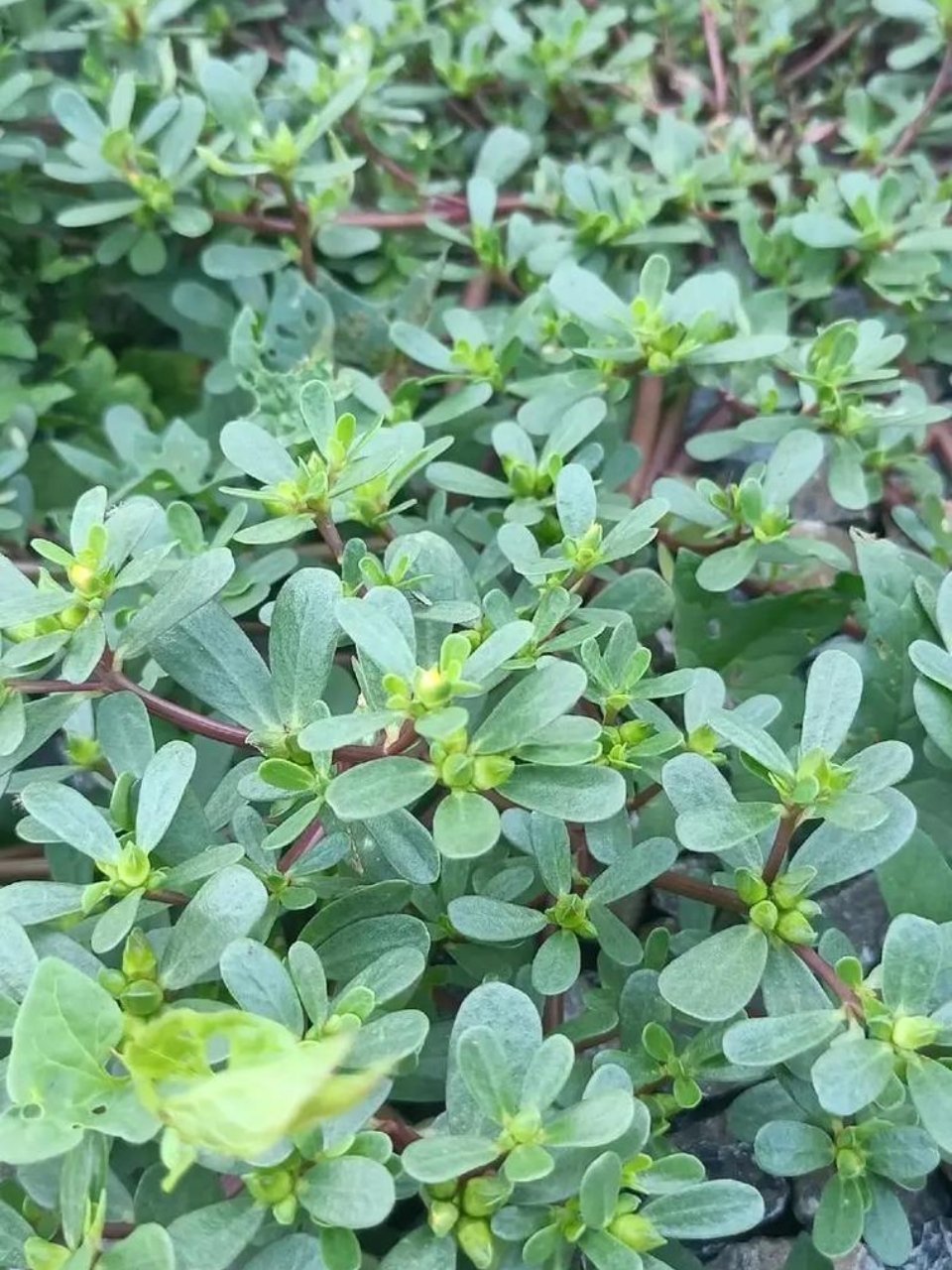 儿媳接管油菜地20天长满马齿苋在我们这边这就是杂草野草，从未在食谱出现过，原来这