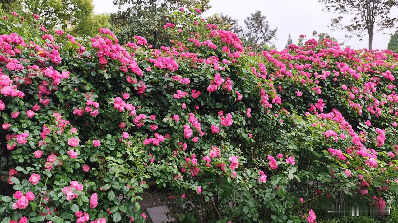 来一组照片证明花开正艳鲜花烂漫滿眼春